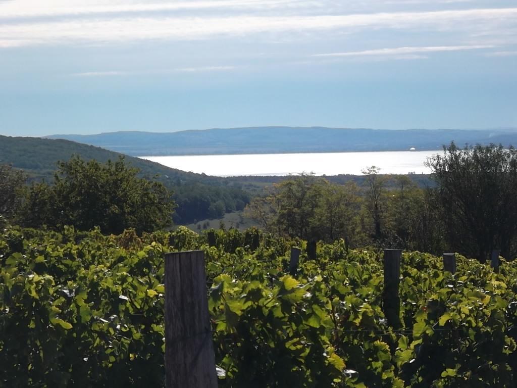 Juhfark Fogado Es Borhaz Bed & Breakfast Balatoncsicso Bagian luar foto